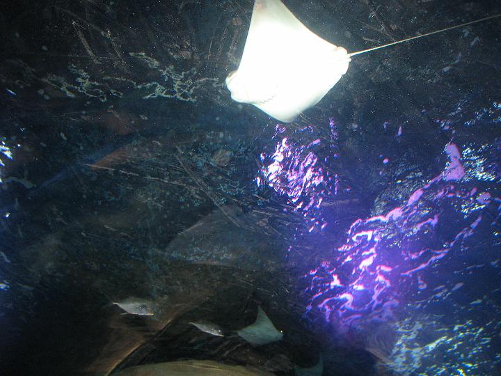 Aquarium 29.JPG